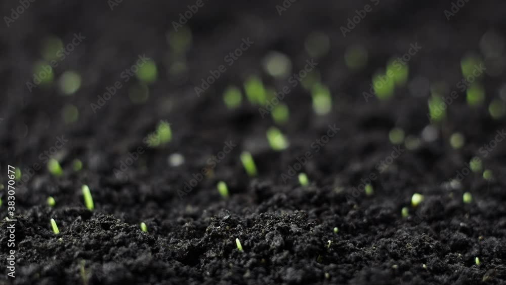 Growing Green Wheat Plant Time Lapse, Timelapse Seed Growing, Closeup nature agriculture shoot, Vegetable sprouting from the ground, Spring Growing Green Wheat Plant Time Lapse, Timelapse Seed Growing, Closeup nature agriculture shoot, Vegetable sprouting from the ground, Spring