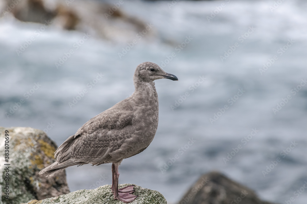 Immature Glaucous-winged Gull (Larus glaucescens) at Chowiet Island, Semidi Islands, Alaska, USA Immature Glaucous-winged Gull (Larus glaucescens) at Chowiet Island, Semidi Islands, Alaska, USA