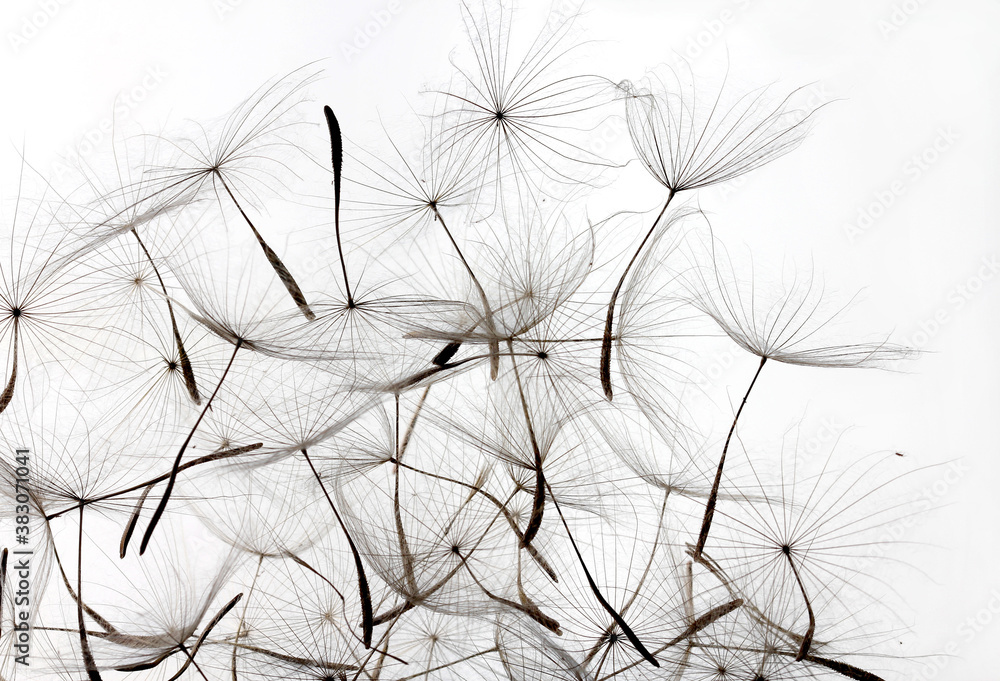 dandelion seeds over white background - obrazy, fototapety, plakaty 
