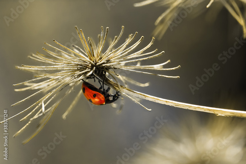 Closeup upside down red ladybug on dried flower