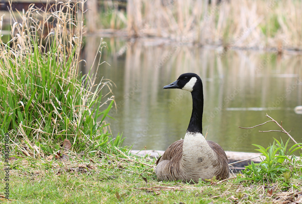Obraz premium Canadian goose against the lake