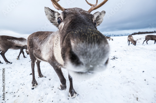 Closeup reindeer in arctic fells in winter Norway