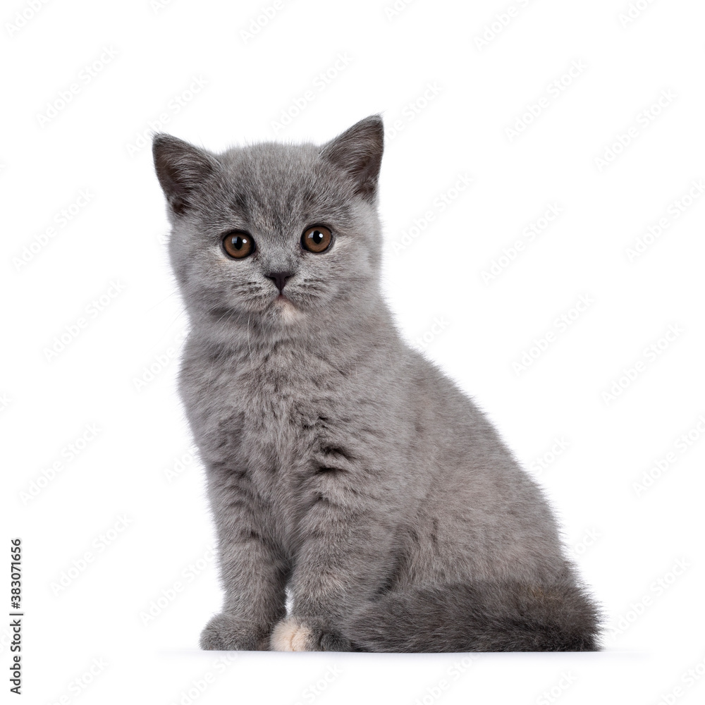 Adorable blue tortie British Shorthair cat kitten, sitting side ways. Looking towards camera with round brown eyes. Isolated on white background.
