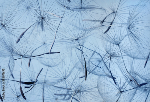 dandelion seeds over sky background © alexsvirid