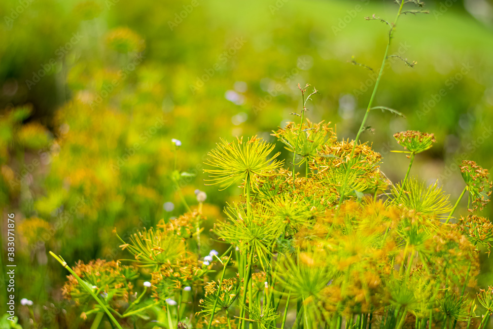 Fototapeta premium Blooming grass flower