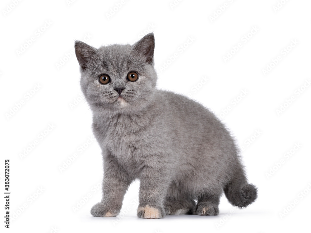 Adorable blue tortie British Shorthair cat kitten, standing side ways. Looking towards camera with round brown eyes. Isolated on white background.