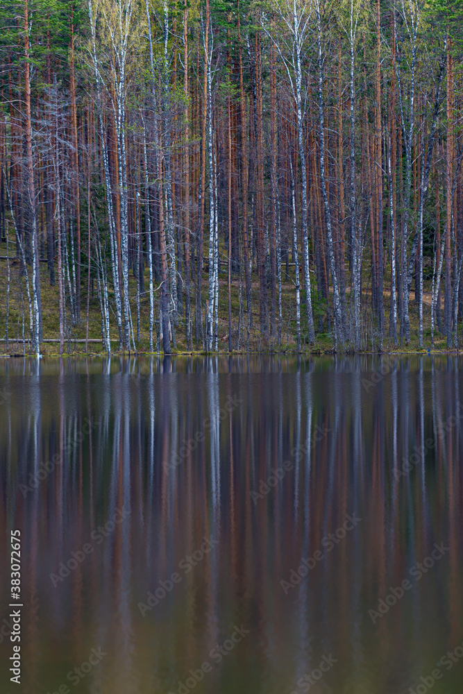 Tree trunks without foliage water reflection, vertical oreientation