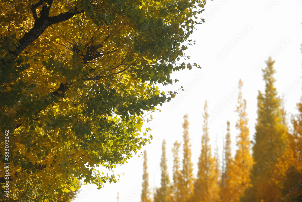 Fototapeta premium 紅葉のイチョウ並木