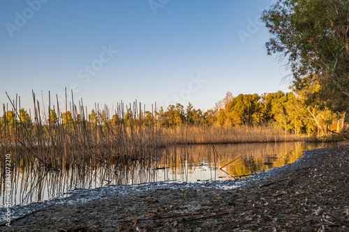 Athalassa Lake, Cyprus with cane and branch water reflections on a beautiful sunny afternoon photo