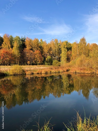 Beautiful landscape of autumn trees in the forest 