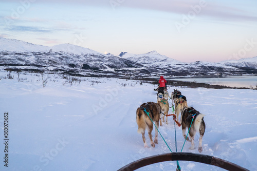Photography A team of husky sled dogs running on a snowy wilderness road in Kvaløya island,
