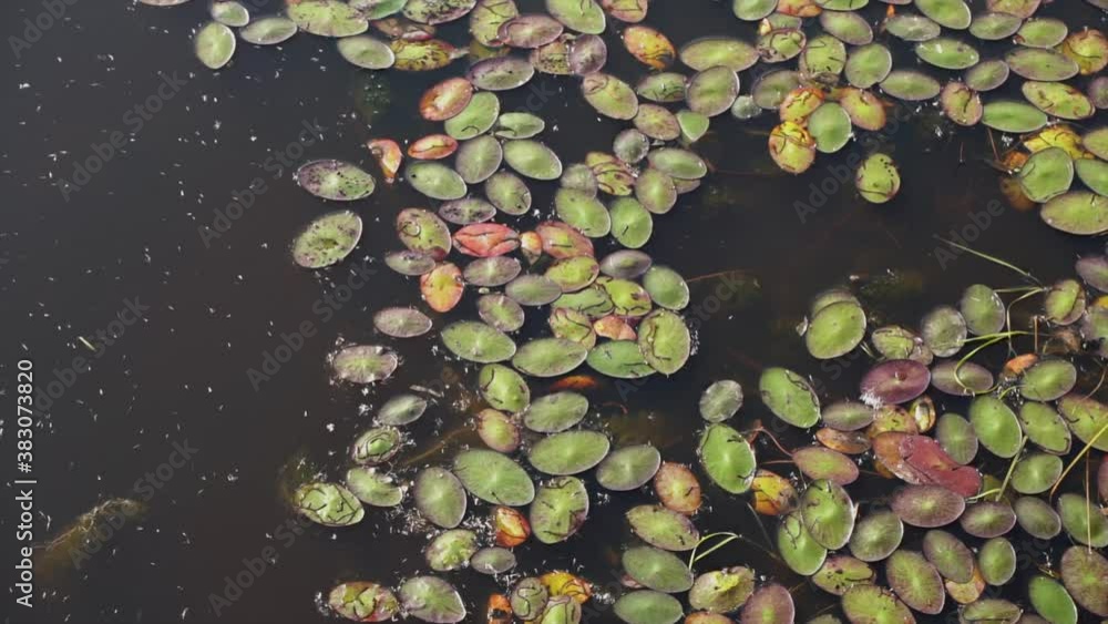 swamp with colourful leafs floating in water swamp with colourful leafs floating in water