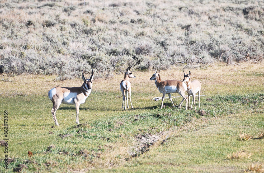 Pronghorn Antelope Pronghorn Antelope
