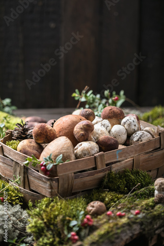 Autumn Cep Mushrooms. Ceps Boletus edulis over Wooden Background with moss, close up. Gourmet food