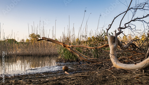 Athalassa Lake, Cyprus with beautifully lit water, tree bark and branches on a beautiful sunny afternoon photo