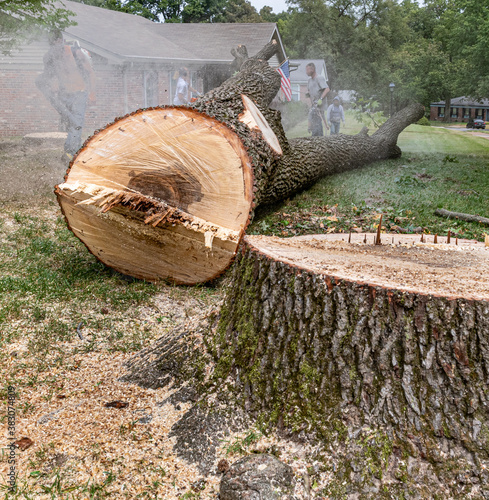 Suburban Tree Removal - Felled Tree and Stump
