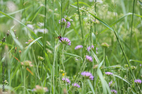 Bl  hende Agrarlandschaften  Biene auf einer Kleebl  te beim Sammeln von Pollen und Nektar in einer Wiese-   kologie  Naturschutz  Artenvielfalt 