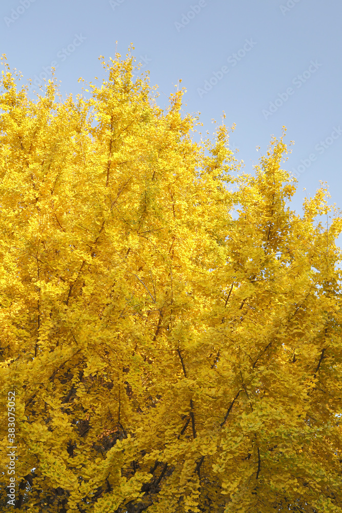 Fototapeta premium 紅葉のイチョウ