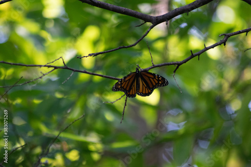 Butterfly on a stick