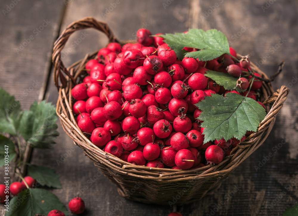 Red berries of fresh hawthorn in the basket standing on a wooden table. Copy space. Red berries of fresh hawthorn in the basket standing on a wooden table. Copy space.