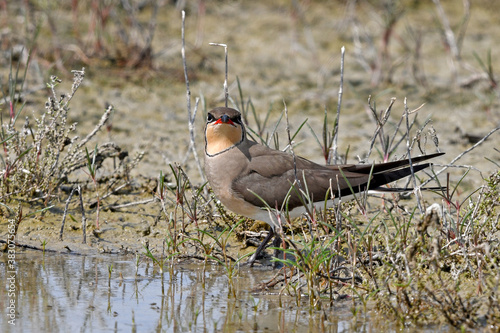 Rotflügel-Brachschwalbe (Glareola pratincola), Griechenland // Red-winged pratincole from Greece photo