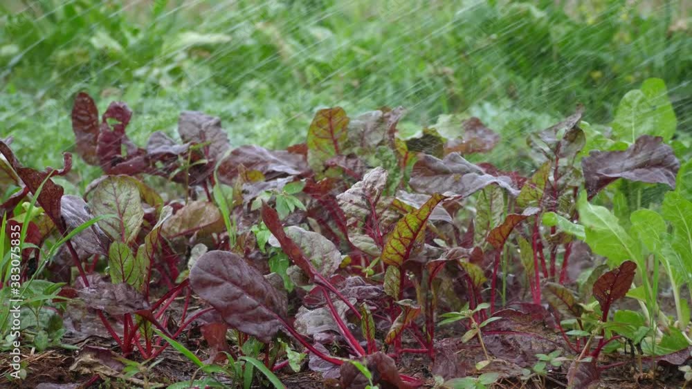 watering with Beetroot,Beetroot is growing in organic gardens,Leaf of beetroot,beet plant
watering with Beetroot,Beetroot is growing in organic gardens,Leaf of beetroot,beet plant