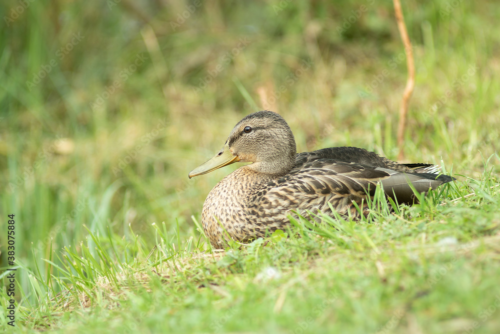 European ducks on a grass close up European ducks on a grass close up
