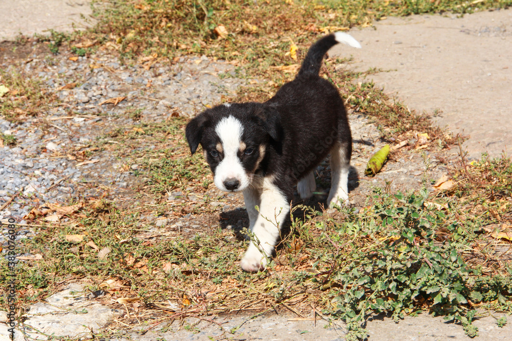 The puppy of a stray dog. Hungry dog. The puppy of a stray dog. Hungry dog.