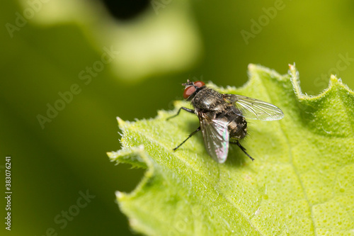 Tachinid fly perched on a green leaf