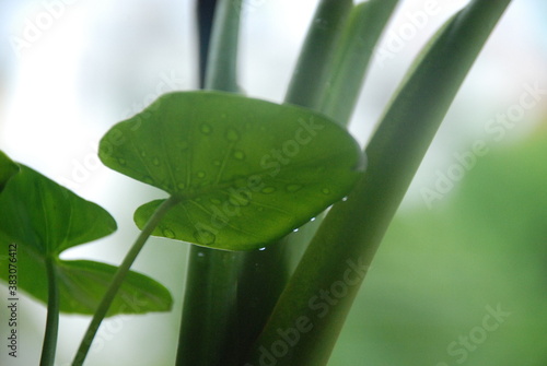 leaf with water droplets