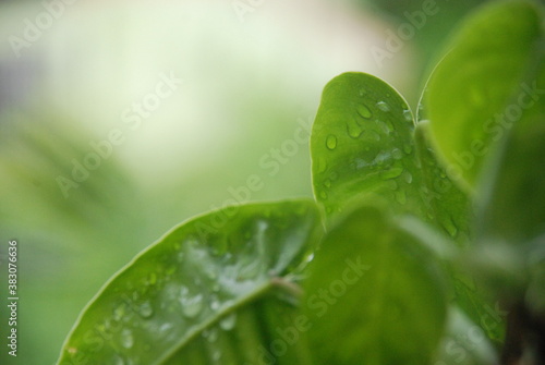 green leaf with dew drops