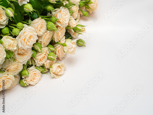 Bush roses of light cream color on a light background.