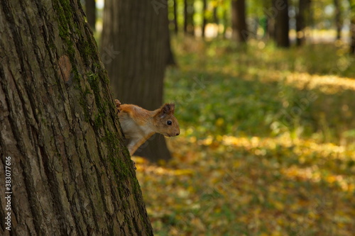 Squirrel in the autumn city park.