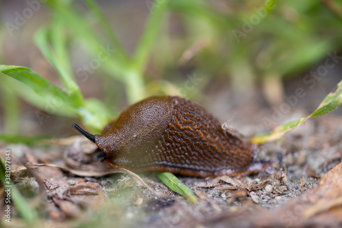 Slug in the grass. Detailed macro view. Natural background, soft light.