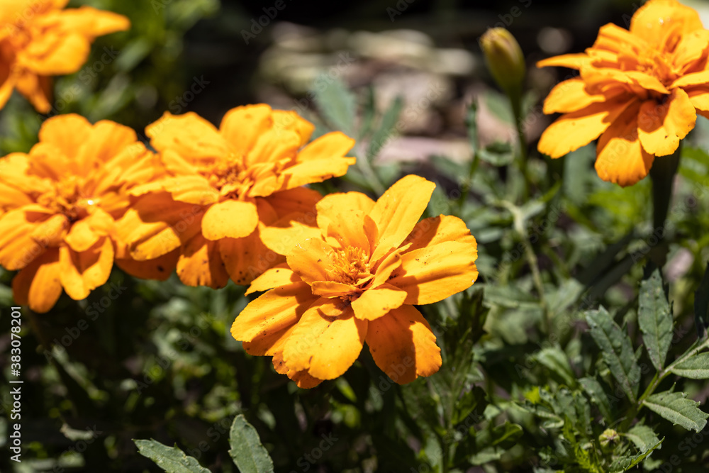 Fototapeta premium Blossom tagetes flowers. Detailed macro view. Flower on a natural background, soft light.