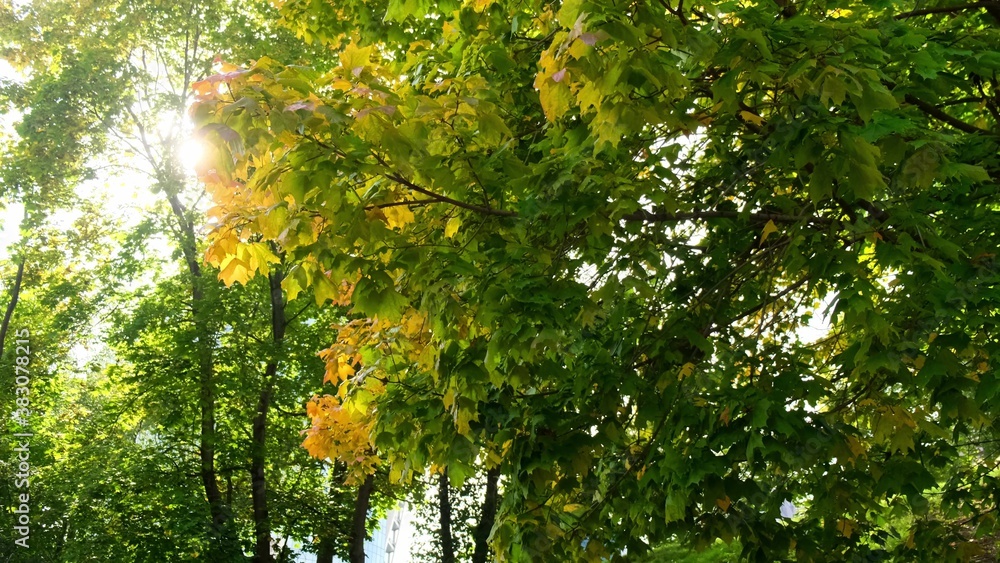 Autumn forest with bright orange and yellow leaves. Dense woods in sunny fall weather. close up Autumn forest with bright orange and yellow leaves. Dense woods in sunny fall weather. close up