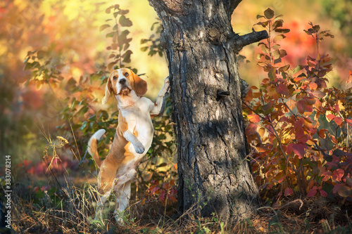 Beagle in orange fall park