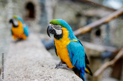 Big ara parrots in wildlife park. Trusting friendly birds in a zoo