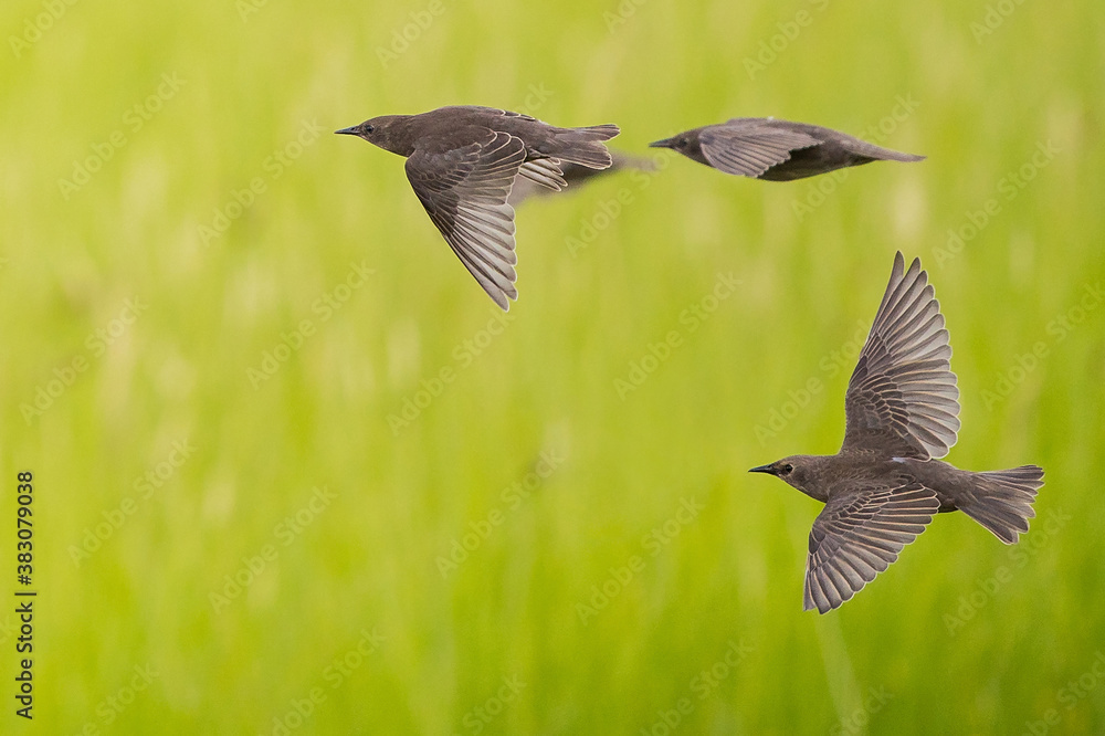 Obraz premium European Starling (Sturnus vulgaris), flight shot, Brandenburg, Germany
