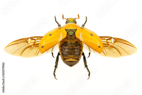 Stampa su tela Grapevine beetle on white background