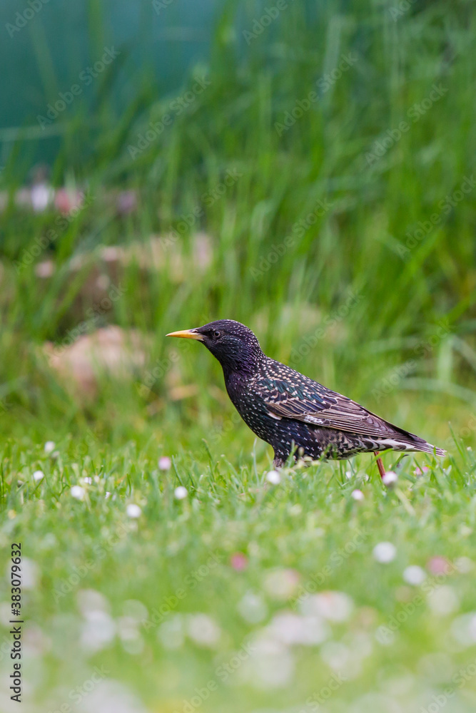 Obraz premium European Starling (Sturnus vulgaris), adult in meadow, Brandenburg, Germany