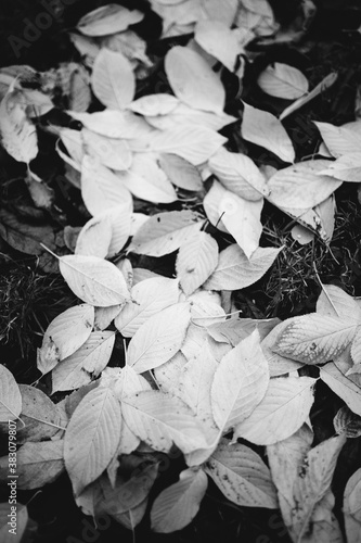 The perfect black and white background images of autumn leaves are perfect for seasonal use.