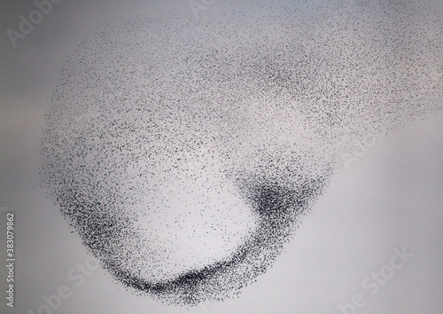 Konstfotografi European Starling (Sturnus vulgaris), flying flock in murmuration, Germany