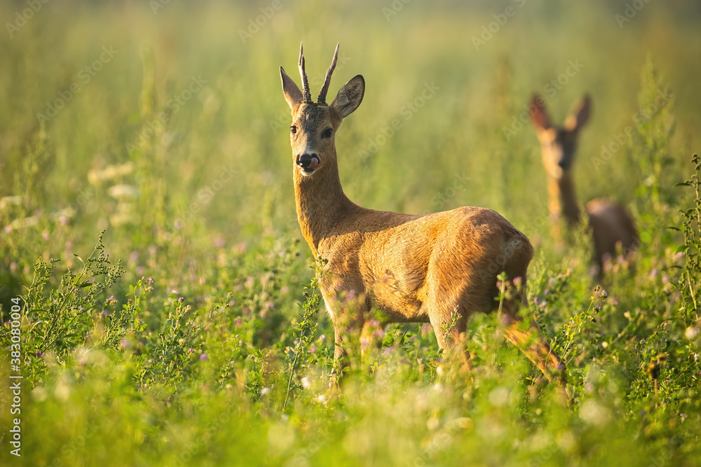 Two roe deer, capreolus capreolus, standing on meadow in summertime nature. Roebuck looking to the camera with doe in background in wildflowers. Wild antlered mammals watching on grass. Two roe deer, capreolus capreolus, standing on meadow in summertime nature. Roebuck looking to the camera with doe in background in wildflowers. Wild antlered mammals watching on grass.