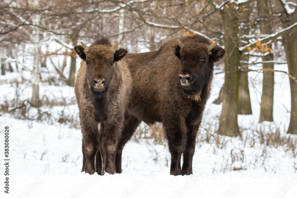 Two wisents, bison bonasus, standing in forest in winter. Wild big mammal looking to the camera in white woodland. Huge european bisons watching in wintertime. Two wisents, bison bonasus, standing in forest in winter. Wild big mammal looking to the camera in white woodland. Huge european bisons watching in wintertime.