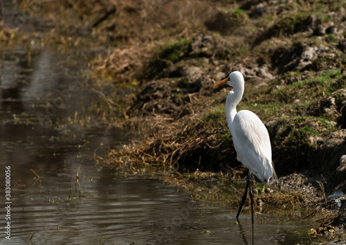 Great White Egret looking for food, Keoladeo National Park. Bharatpur, Rajasthan, India