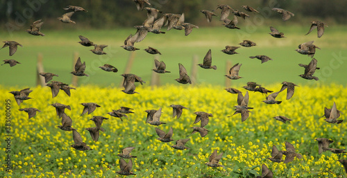 Bild auf Leinwand European Starling (Sturnus vulgaris), flying flock, Brandenburg, Germany