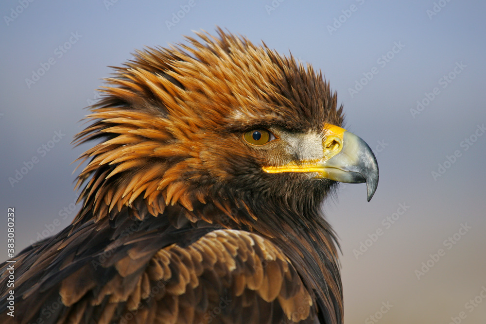 Obraz premium Golden Eagle (Aquila chrysaetos) portrait, Austria
