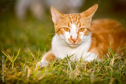 Close-up portrait of ginger male cat in the yard, looking at the camera, domestic animal, pet photography of cat playing outside, shallow selective focus, blurred green grass background