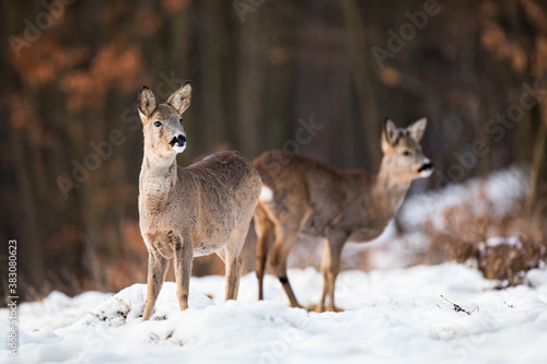 Young roe deer  capreolus capreolus  standing on meadow in wintertime. Two mammals observing on snowy field. Wild animal siblings looking aside on white pasture.